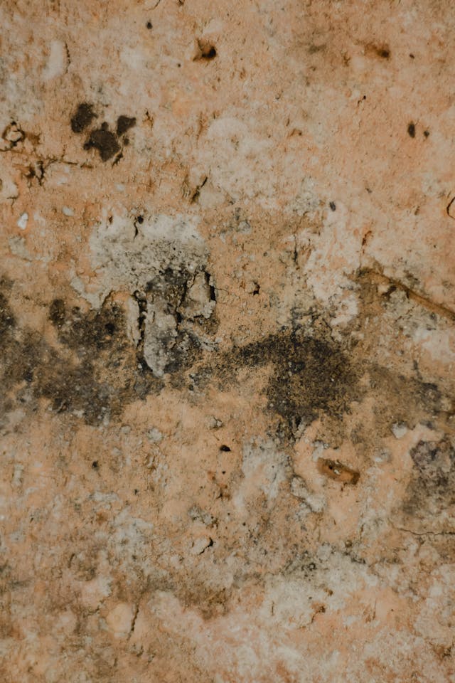Nanostrat schimmel im keller